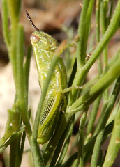 Hesperotettix viridis