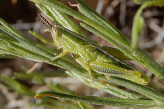 Hesperotettix viridis