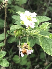 Apis mellifera image