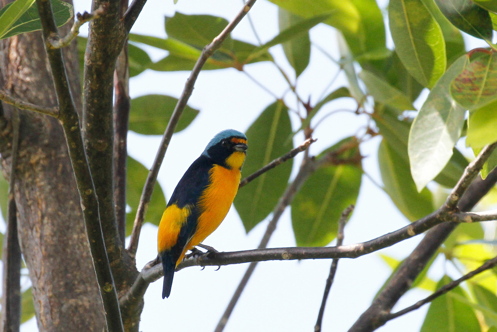 Puerto Rican Euphonia (Chlorophonia sclateri) photo