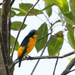 Puerto Rican Euphonia - Photo (c) Linda, some rights reserved (CC BY-NC), uploaded by Linda