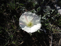 Calystegia collina
