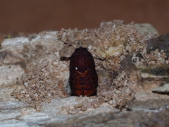 Exsula dentatrix albomaculata