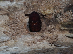 Exsula dentatrix albomaculata