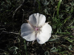 Calochortus umbellatus