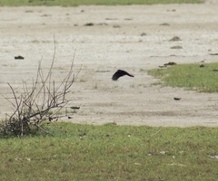 Dicrurus macrocercus