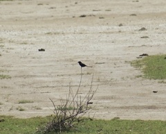 Dicrurus macrocercus