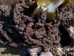 Callithamnion pikeanum