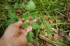 Ostericum palustre