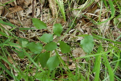 Ostericum palustre