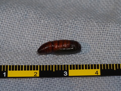 Catoria sublavaria
