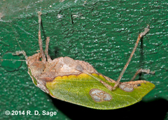 Pycnopalpa bicordata