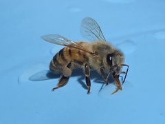 Apis mellifera