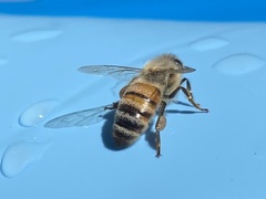 Apis mellifera