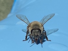 Apis mellifera