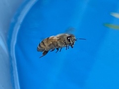 Apis mellifera