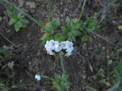 Plagiobothrys nothofulvus