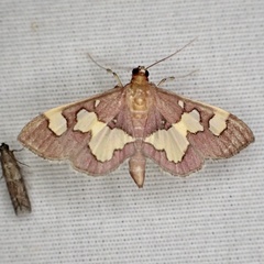 Colomychus talis