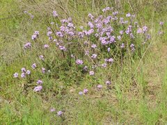 Glandularia canadensis
