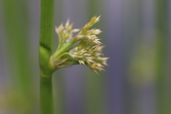 Juncus effusus solutus