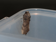 Norracoides basinotata