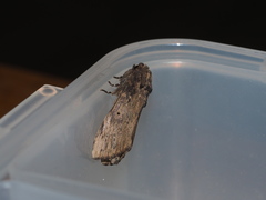 Norracoides basinotata