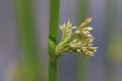 Juncus effusus solutus