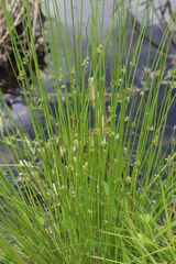 Juncus effusus solutus