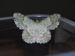 Pingasa ruginaria pacifica