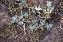 Acleisanthes
