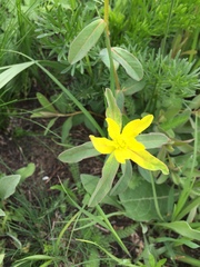 Helioscopia