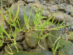 Spergularia canadensis
