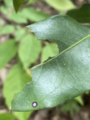 Mycosphaerella colorata