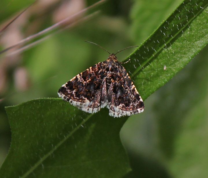 Apaustis