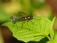 Chrysopilus ornatus