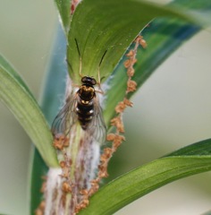 Chrysopilus ornatus