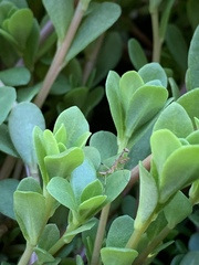 Portulaca umbraticola