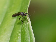Dioctria hyalipennis