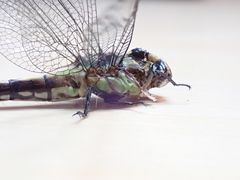 Ophiogomphus mainensis