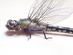Ophiogomphus mainensis