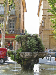 Adiantum capillus-veneris