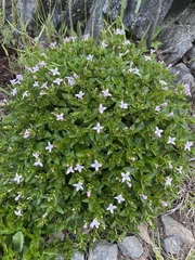 Houstonia montana