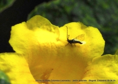 Synoza cornutiventris