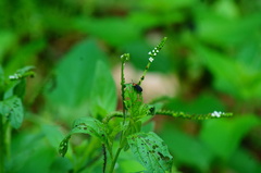 Schematiza collaris