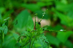 Schematiza collaris