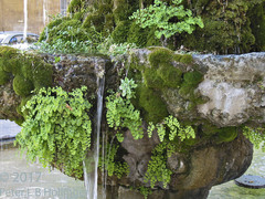 Adiantum capillus-veneris