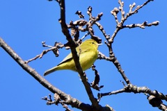 Leiothlypis celata lutescens