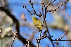 Leiothlypis celata lutescens