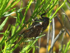 Clidophleps