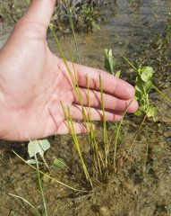 Eleocharis interstincta